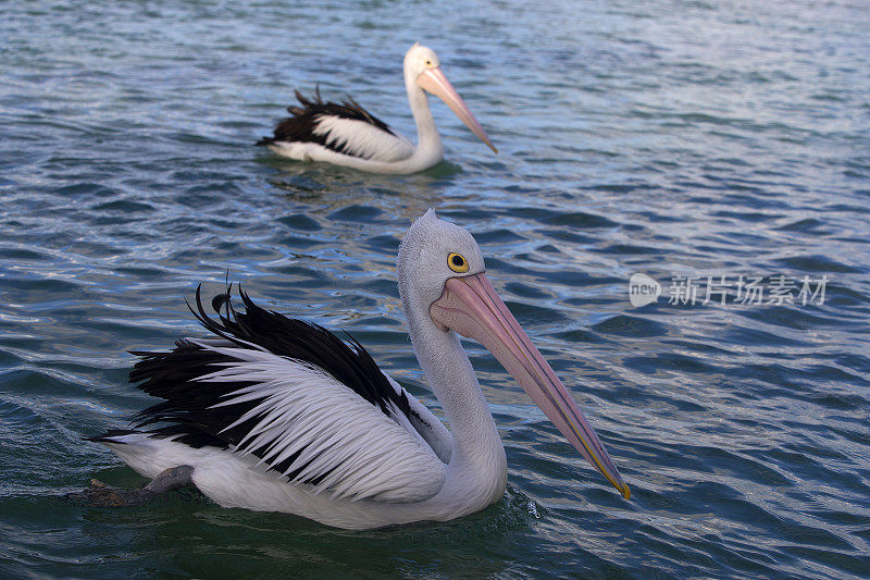 鹈鹕(Pelecanus conspicillatus)